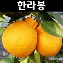 한라봉 나무 묘목 7치화분 1개/유실수/과수