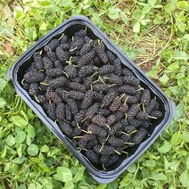 보성농수산 햇 오디 2kg (1kgx2팩) 달고 맛있어요 생과 오디 급냉, 1kg, 5팩