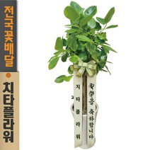 치타플라워 뱅갈고무나무 공기정화식물 관엽식물 승진 축하 이사 생일 개업 화분 [BA7-10] 축하화분 전국 당일 꽃배달
