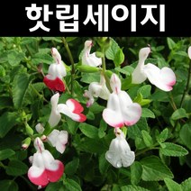 핫립세이지 5치포트 1개/다년생 허브/야생화