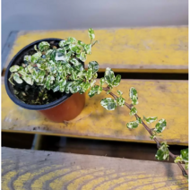 백봉륜아이비(무늬종) 새로출시된 아이에요