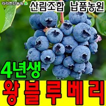 블루베리나무묘목 4년생 재배 키우기