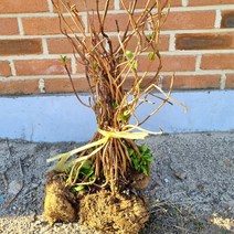산수국 30cm 묘목 5개 나무 꽃 철쭉마켓 재배농원직송 음지에강한식물 여름꽃 초보자 나무