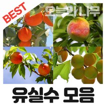 [오늘의 나무] 합리적 가격의 다양한 과실수 묘목 판매(대추 감 사과 살구 무화과 자두 복숭아 밤나무등등), 대보밤나무 접목묘 상묘