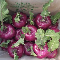 제주새시멀농장 햇 콜라비 산지직송, 콜라비 특 5kg