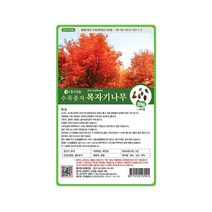 (DN) 복자기단풍나무 씨앗(20g)