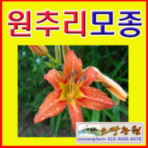 (성실D)야생화 원추리모종(포트) 7개 (품종 선택형)