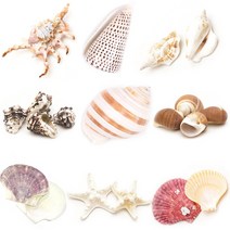 조개껍질 고둥 소라 불가사리 껍데기모음, 16 긴팔불가사리 [2입]