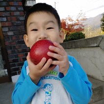 2021년 금가네꿀사과 가정용 경북영주사과 부사 소백산 안동 대구 부석사과 5kg 10kg, 가정용 중소과10KG
