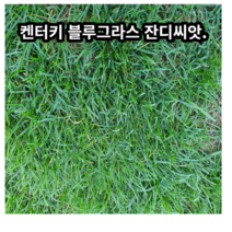 양잔디씨앗 켄터키블루그라스2kg 서양잔디 정원 공원 운동장용