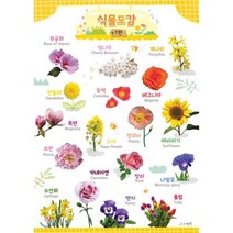 시멘토 학습벽보 학습앱 식물도감 1