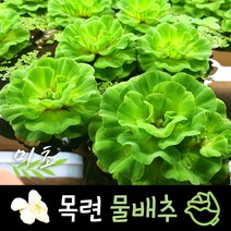 [미초] 목련 물배추 (소형 _Small) 1뿌리 / 부상 수초 / 초보자 수초 / 어항 수초