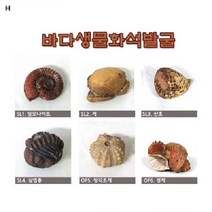 (SM)바다생물화석발굴, SL5성게