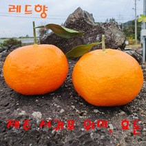 제주 서귀포 위미 효돈 레드향 한라봉 당일수확후 배송 2kg 3kg 5kg 가정용과 선물용세트, 5kg(가정용)