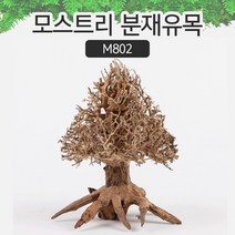 SM 프리미엄 베트남 분재유목 [M802]