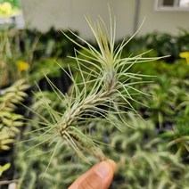 푼키아나 낱개판매 꽃비관엽, 1개