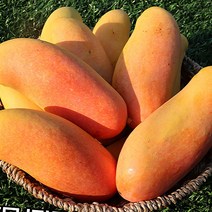 망고선물 애플망고 무지개망고 레인보우망고 2kg 4kg, 무지개망고 4kg