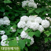 설구화 키80/110/150/180cm흙분 꽃나무 정원수, 키80cm 흙분, 1개