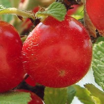 [충북농원] 앵두 묘목 분묘 R2-R4, R2/분