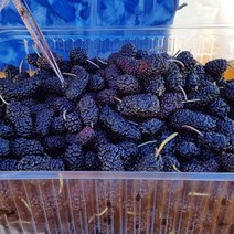 고창 특품 과상 2호 냉동 오디 5kg(벌크) / 고창오디 오디 냉동오디 특품 오디