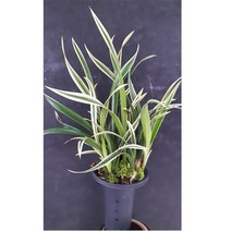 나라아트 천금(대) 동양란 풍란 난, 1개