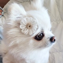 아토즈 손뜨개 꽃 강아지 머리핀 애견핀 강아지삔, 블랙