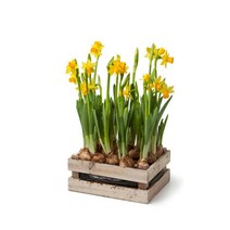 서비내 수선화 구근 Narcissus 추식구근 저온처리 꽃씨앗 다년생 봄꽃 노지월동 노란꽃