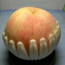 복숭아/경봉(백도)결실주분/묘목/d0065