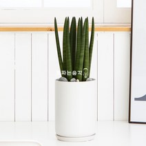 공기정화 반려식물 집들이 개업식 축하선물 꽃파는총각 탁상용 관엽식물, 탁상용 스투키