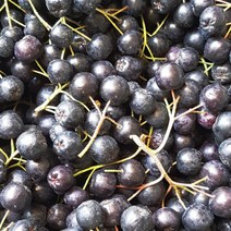 [푸드맛봄] 고창 산지직송 아로니아 냉동과 최상품 5kg / 벌크포장 줄기제거 X, 상세 설명 참조