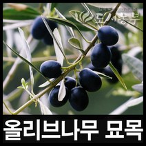 올리브 17cm포트/묘목/나무/도시농부