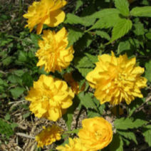 (G소망)황매화(죽도화)묘목(키100센치) 5그루, 5개