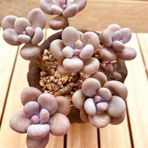 아메치스 키우기 쉬운 다육식물 화분별도100랜덤발송, 단품