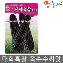 대학흑찰 옥수수씨앗 80립, 대학흑찰옥수수씨앗