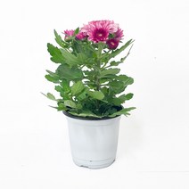 [모종가게]국화 / 꽃 모종 화분 가을꽃 야생화, 1개, 국화소품(색상랜덤)