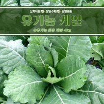 유기농인증 즙용케일 4kg, 유기농 즙용케일 4kg, 1개