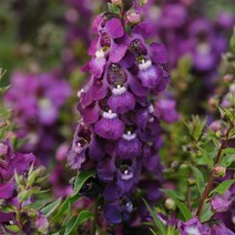 안젤로니아 세레니타 모든컬러(꽃씨앗 종자/ 10립)Angelonia Serenita, 퍼플
