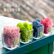공기정화 스칸디아모스 천연이끼 잘안죽는식물 음지식물 이끼 키우기, 핑크레드