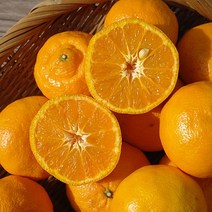 제주 카라향 3kg 5kg 10kg 귤로향 사백일향 사백향, 제주 카라향 혼합과 10kg