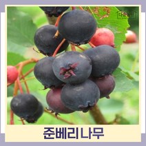 준베리나무 묘목 4치장포트 1개