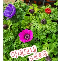 아네모네꽃-5개묶음/꽃 한송이가 피는 봄꽃 아네모네