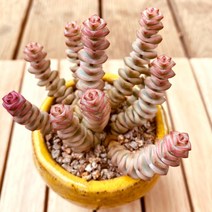 러브코리아 루페스트리금 키우기 쉬운 다육 식물 화분별도1-70 랜덤, 단품