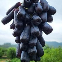 포도 블랙사파이어포도 2k특(4/6수)아침식사대용 다이어트 건강간식 성인병예방 가정용 헬스다이어트, 단품, 단품