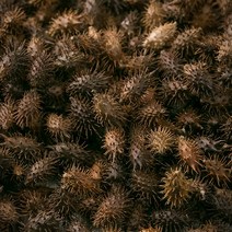 신토불이 국산 약초 도꼬마리(창이자) 600g, 12XQ_국산도꼬마리(창이자)600g, 12XQ_국산도꼬마리(창이자)600g