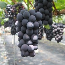 고당도 거봉 포도 영천 프리미엄 추석 제철 과일 선물세트, 1개, 고당도 거봉 1kg(2송이)