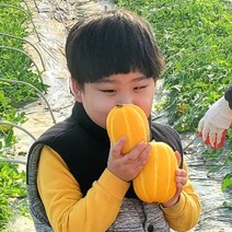 성주참외 석정현 농부의 정직한 참외 산지직송 [100박스 한정특가], 5kg 선물용 특정품 (고급포장)