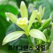 엔피솝 바닐라(Vanilla) 프래그런스오일 인공향 캔들 디퓨저 방향제 DIY 만들기, 10ml