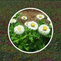 백일홍(흰색/화이트)씨앗 1Kg 백일초 야생화종자 백일홍씨