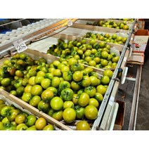 당도보장 GAP 태야벌 짭짤이 토마토 2.5kg, 1박스, 짭짤이 토마토 L 2.5kg