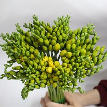 프리지아 생화(1단 50줄기) (강남고속터미널꽃시장 도매시장에서 발송하는 생화택배)꽃예꽃, 취소처리(취소선택시 다른꽃변경불가), 금~일요일 구매시 (화요일 도착), 상등급(일반~특사이 중간단계) 프리지아